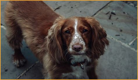 do cocker spaniels shed