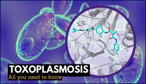 What causes false positive toxoplasmosis?